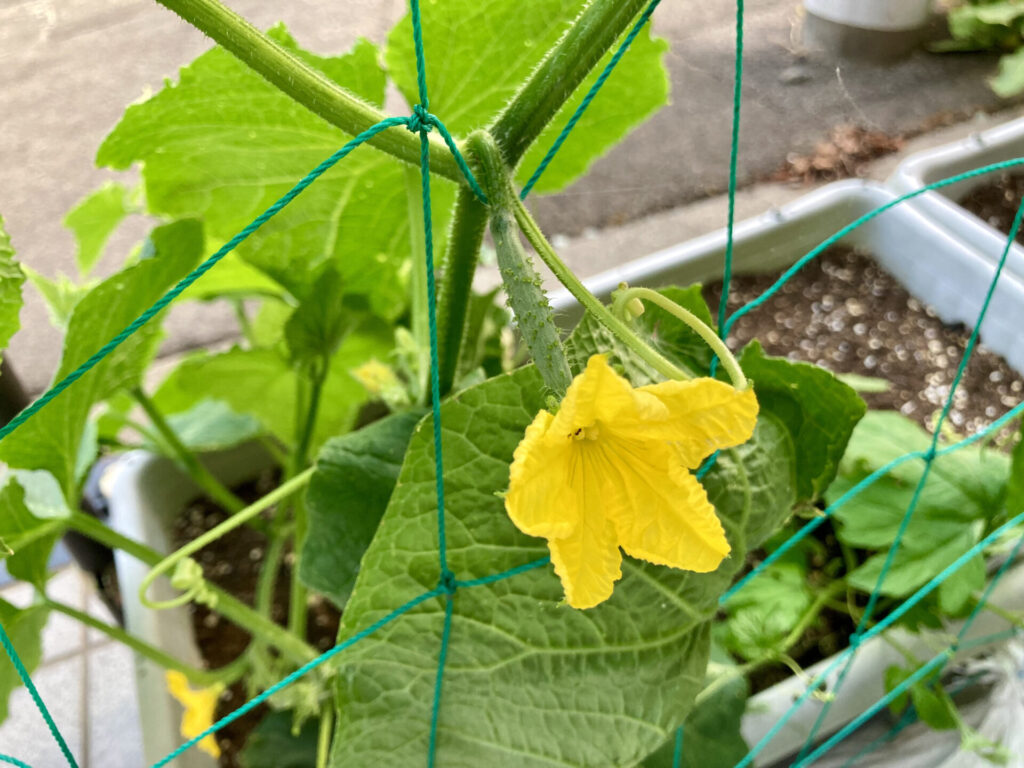 トマトやキュウリは花が咲き、実が大きくなり始めました。